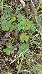 Oxalis compressa