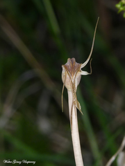 Arachnitis uniflora