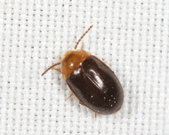 Sacodes thoracica