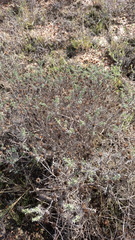 Oedera fruticosa