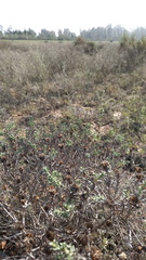 Oedera fruticosa