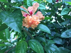 Hibiscus rosa-sinensis
