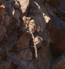 Austroaeschna unicornis