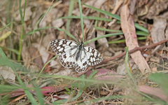 Melanargia ines