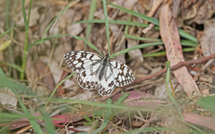 Melanargia ines