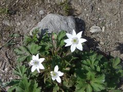 Eriocapitella rivularis