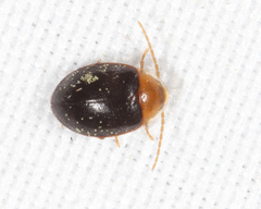 Sacodes thoracica