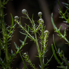 Cirsium nuttallii