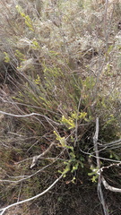Leucadendron stellare