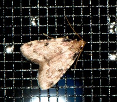Aglossa costiferalis