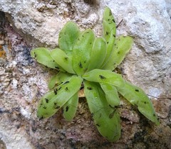 Pinguicula mundi