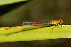 Ceriagrion aeruginosum