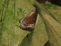 Lebadea martha parkeri