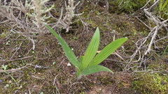 Babiana angustifolia