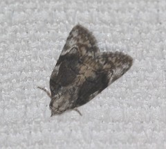 Etanna clopaea