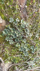 Pelargonium ternifolium