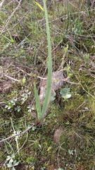 Tritoniopsis antholyza