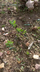 Roepera sessilifolia