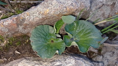 Pelargonium asarifolium