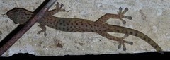 Hemiphyllodactylus pardalis