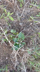 Pelargonium asarifolium