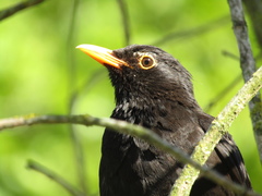 Turdus merula