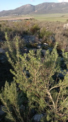 Aspalathus linearifolia