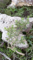 Aspalathus linearifolia