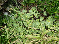 Aster spathulifolius