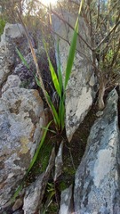 Watsonia strictiflora