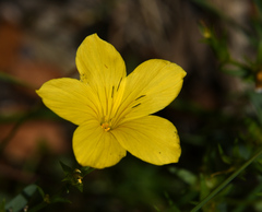 Linum campanulatum
