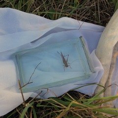 Conocephalus bilineatus