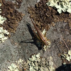 Conocephalus bilineatus