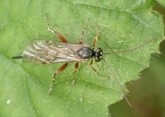 Itoplectis maculator