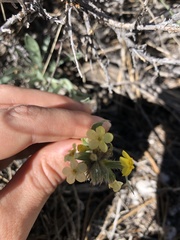 Oreocarya confertiflora