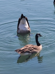 Branta canadensis