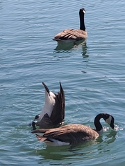 Branta canadensis