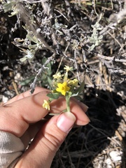 Oreocarya confertiflora