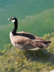 Branta canadensis