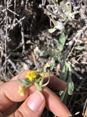 Oreocarya confertiflora