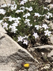 Phlox multiflora