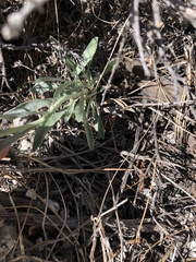 Oreocarya confertiflora