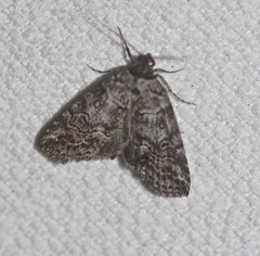 Calathusa hypotherma