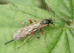 Itoplectis maculator