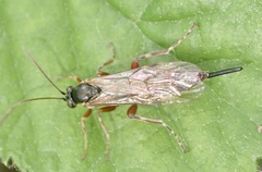 Itoplectis maculator