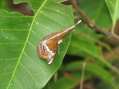 Lebadea martha parkeri