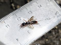 Amblyopone australis