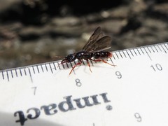 Amblyopone australis