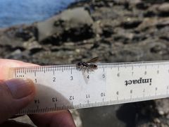 Amblyopone australis