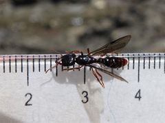 Amblyopone australis